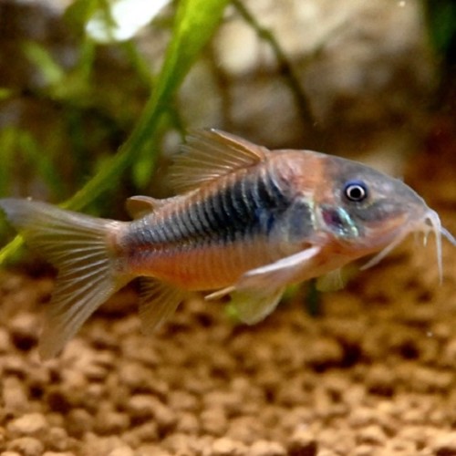 Corydoras aeneus - Metallpanzerwels L